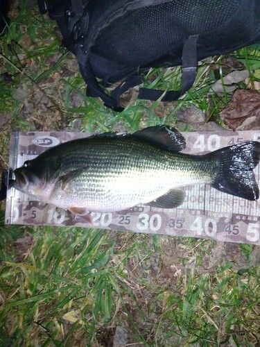 ブラックバスの釣果