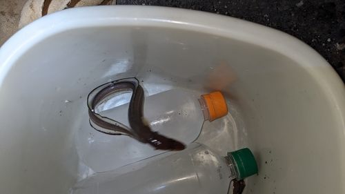 マアナゴの釣果