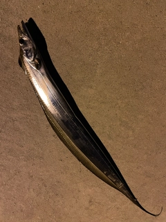 釣果
