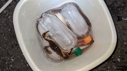 マアナゴの釣果