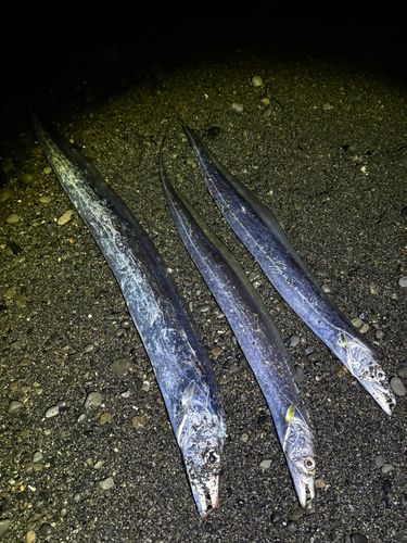 タチウオの釣果