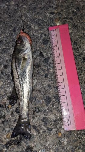 セイゴ（タイリクスズキ）の釣果