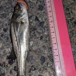 セイゴ（タイリクスズキ）