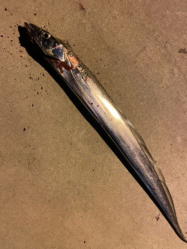 タチウオの釣果