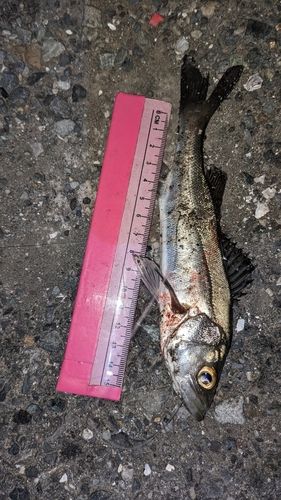 セイゴ（タイリクスズキ）の釣果