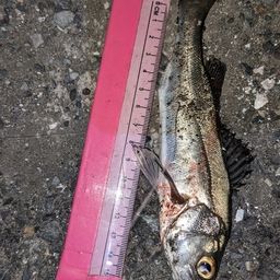 セイゴ（タイリクスズキ）