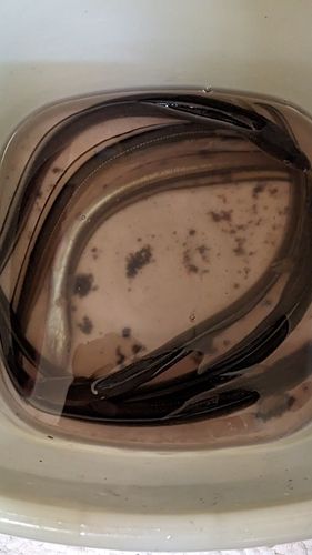 マアナゴの釣果