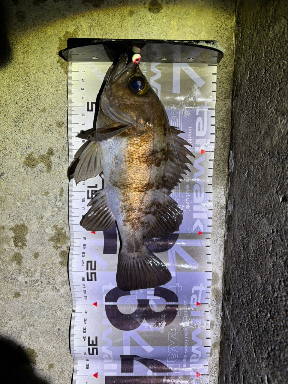 DAIWA 21月下美人 MX 74UL-S・Nの最安値・インプレ・釣果 | 本音の