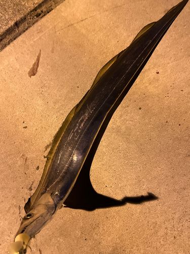 タチウオの釣果