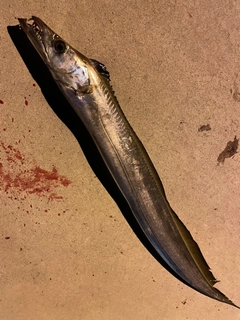 タチウオの釣果