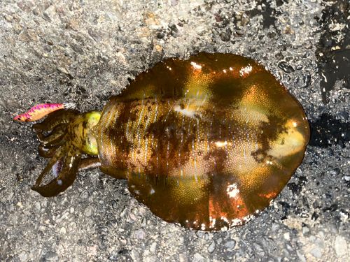 アオリイカの釣果