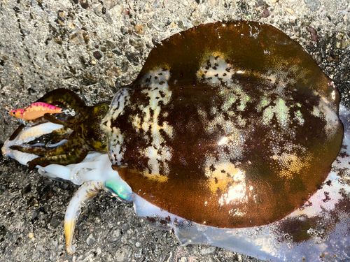 アオリイカの釣果