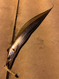 タチウオの釣果