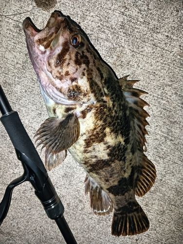 ベッコウゾイの釣果