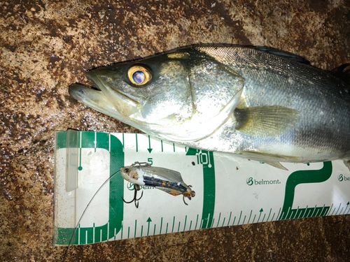 セイゴ（マルスズキ）の釣果
