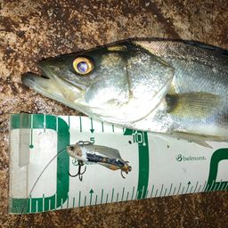 セイゴ（マルスズキ）