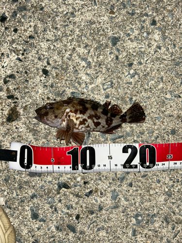 アラカブの釣果