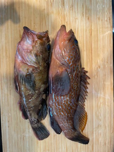 キジハタの釣果