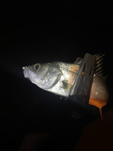 セイゴ（マルスズキ）の釣果