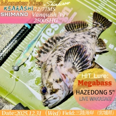 オウゴンムラソイの釣果