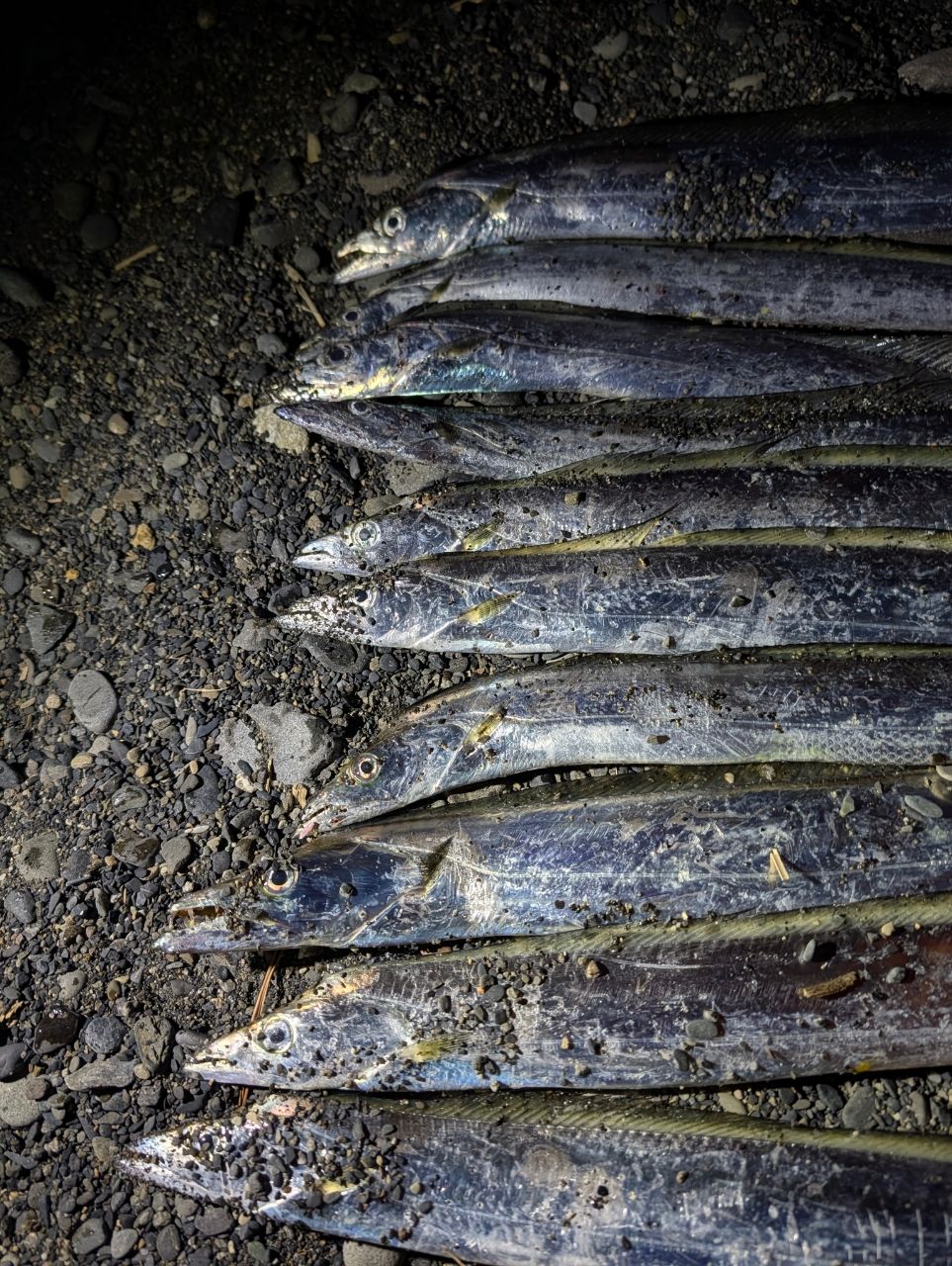 SHIMANO 23ネッサ リミテッド S116M+の最安値・インプレ・釣果 | 本音