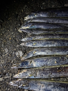 タチウオの釣果