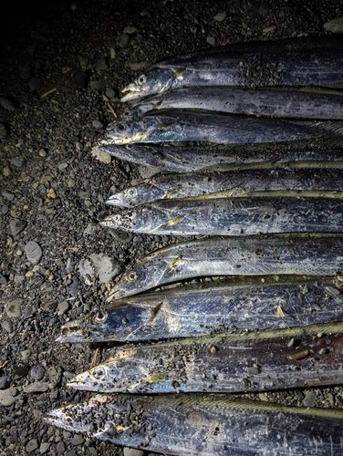 タチウオの釣果