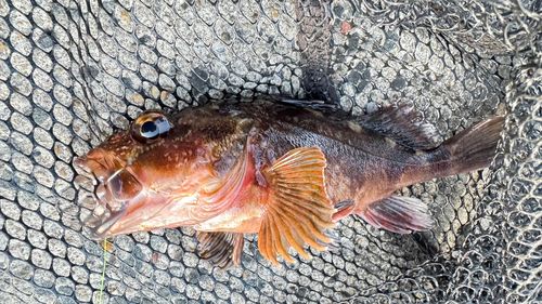 常滑りんくう釣り護岸