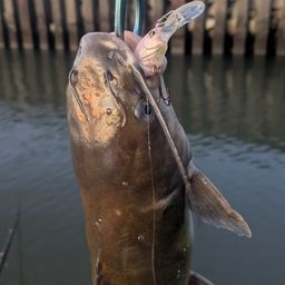 アメリカナマズ