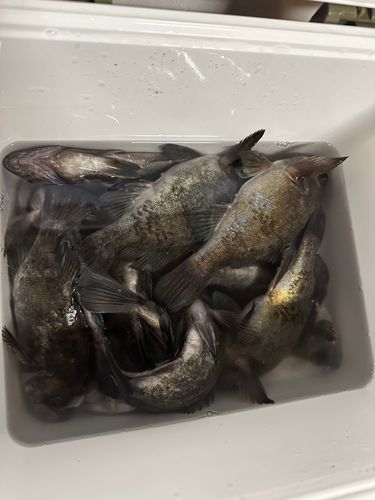 シロメバルの釣果
