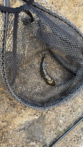 ヌマチチブの釣果