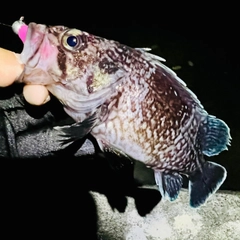 クロソイの釣果