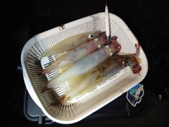 イカの釣果