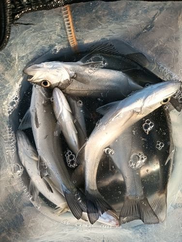 セイゴ（タイリクスズキ）の釣果