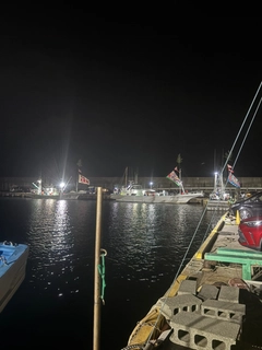 マダコの釣果