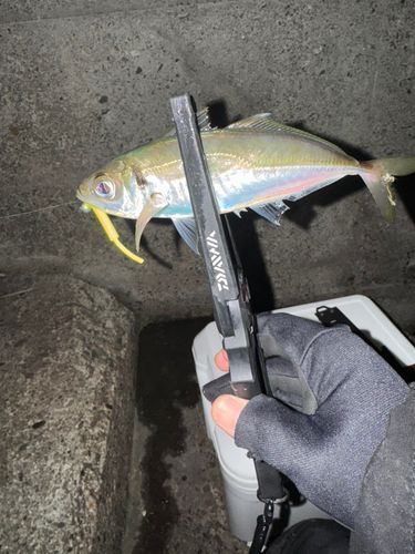 木津川（大阪）