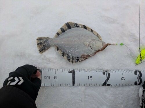 カワガレイの釣果