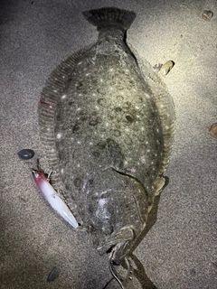 ヒラメの釣果