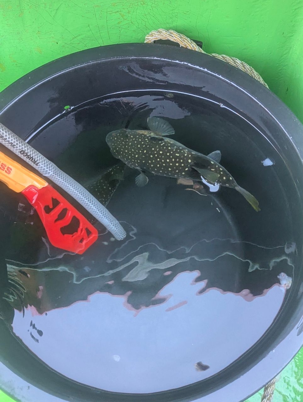 ちとちとさんの釣果 1枚目の画像