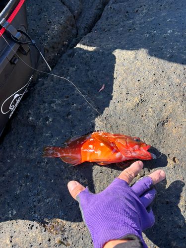 アカハタの釣果