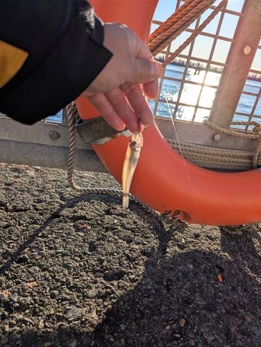 シロギスの釣果