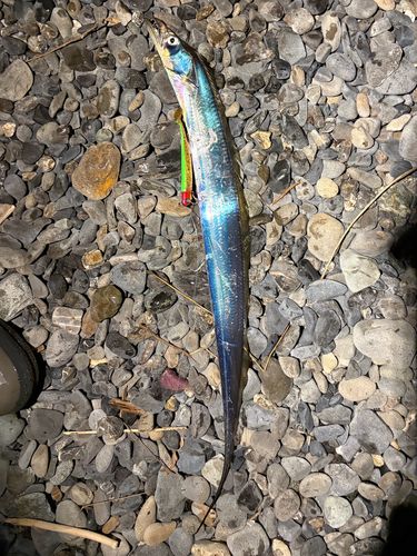 タチウオの釣果