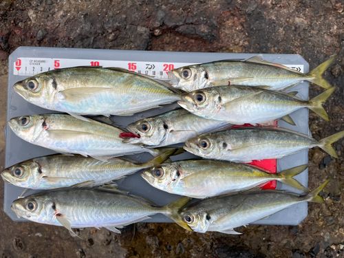 アジの釣果