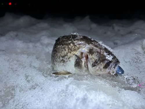 ソイの釣果
