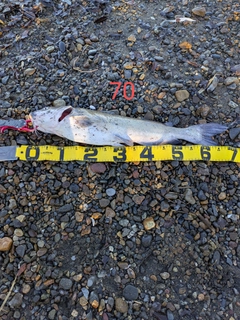 アメリカナマズの釣果