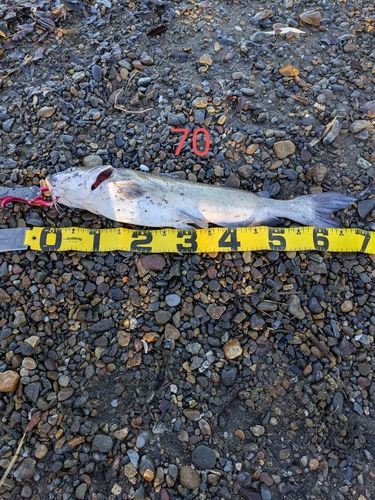 アメリカナマズの釣果