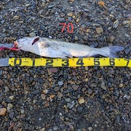 アメリカナマズ