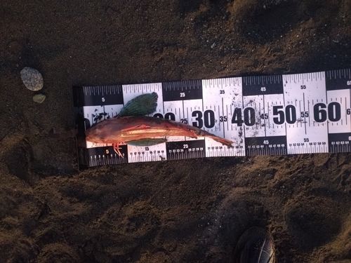 ホウボウの釣果