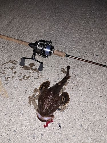 ギスカジカの釣果