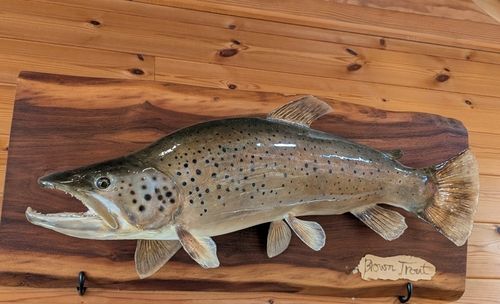 ニジマスの釣果